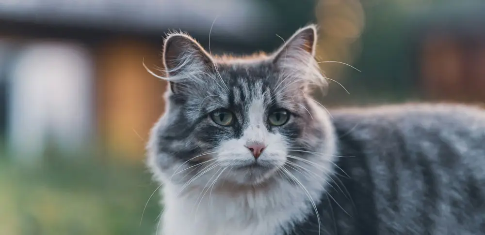 Moving your pet into the UK | PetAir UK