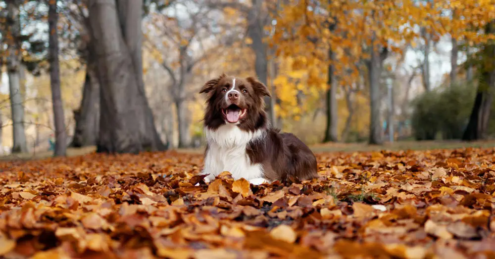 Moving your pet into the UK | PetAir UK