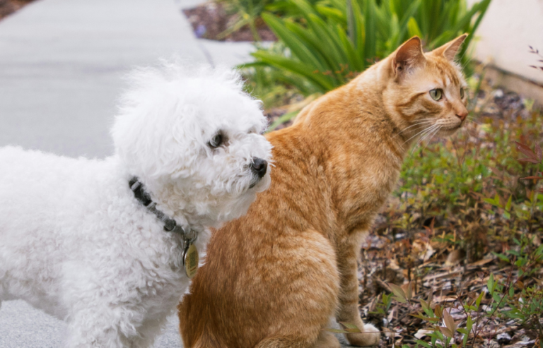 What pets experience on a flight in the hold | PetAir UK