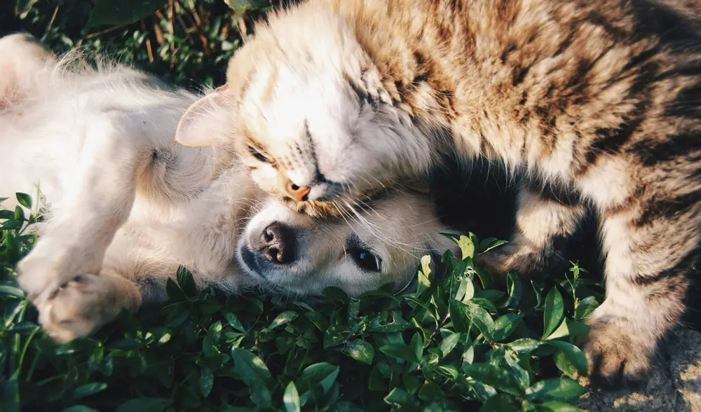 EHC vs AHC vs Pet Passports | PetAir UK