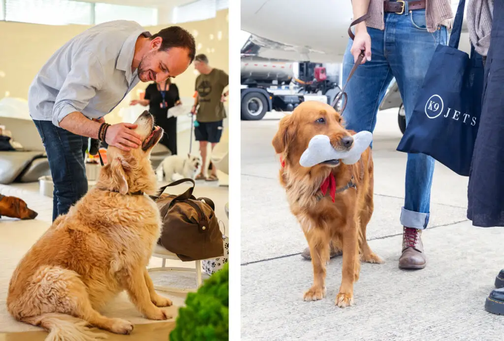 Can my pet fly with me on a private jet | PetAir UK