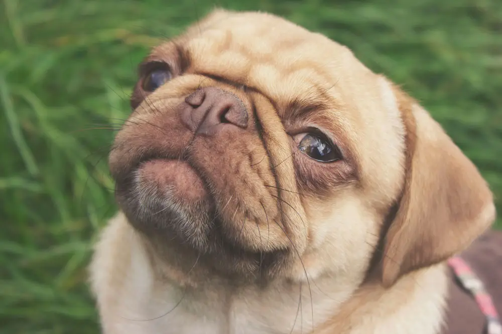Can my pet fly with me on a private jet | PetAir UK