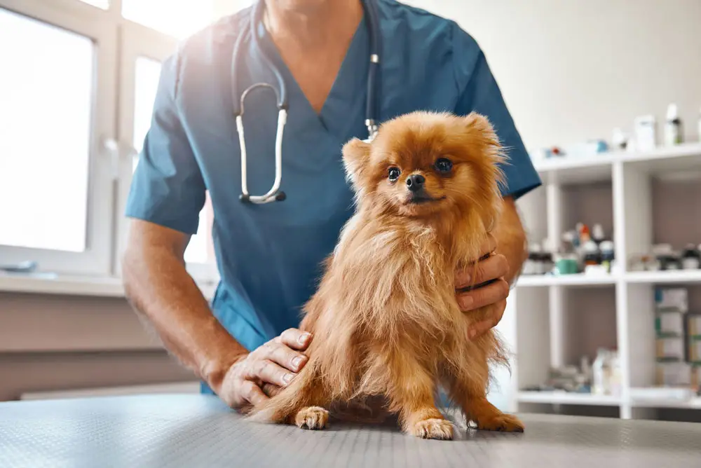Common EHC mistakes for pets | PetAir UK