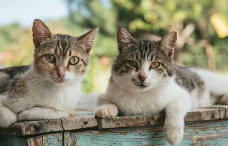 Common EHC mistakes for pets | PetAir UK