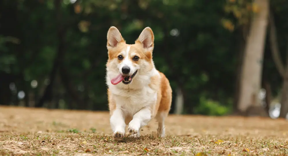 Pet shipper accreditations checks | PetAir UK