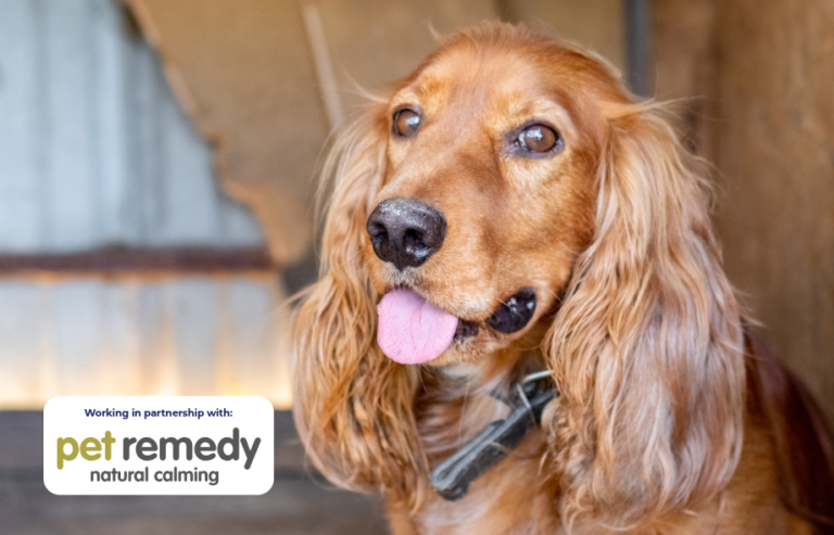 Calm dog preparing for air travel with Pet Remedy calming support | Pet Air UK