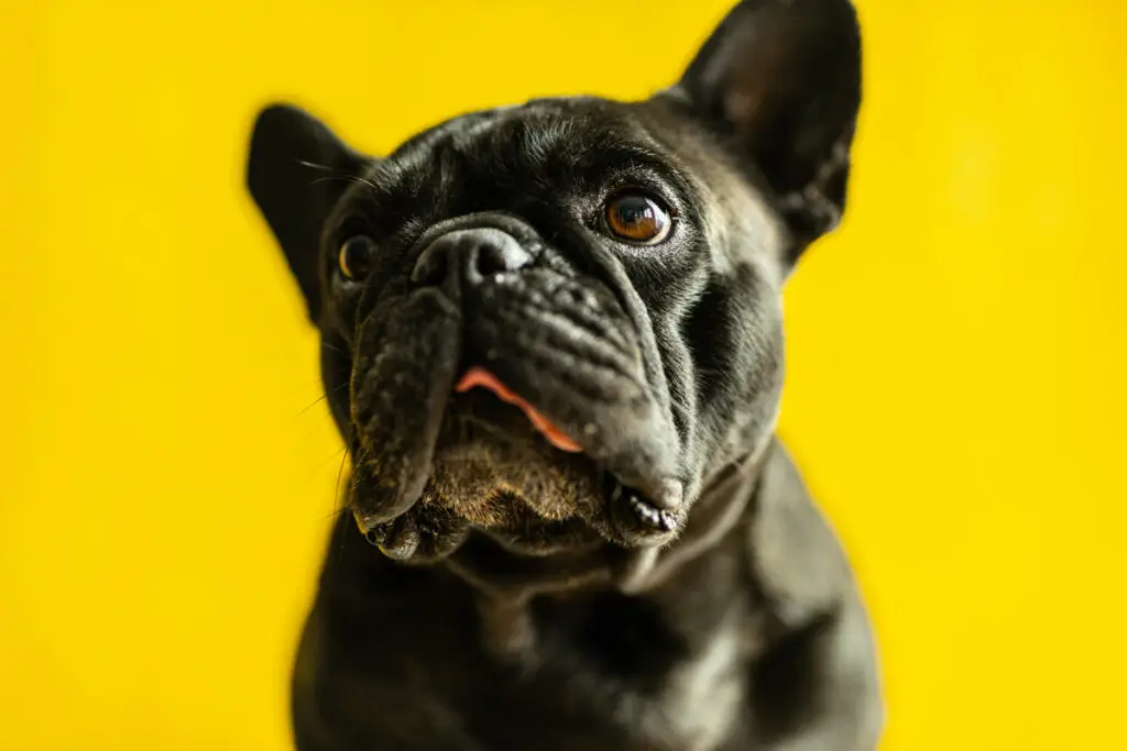 Flat-nosed dog - choose PetAir UK over DIY
