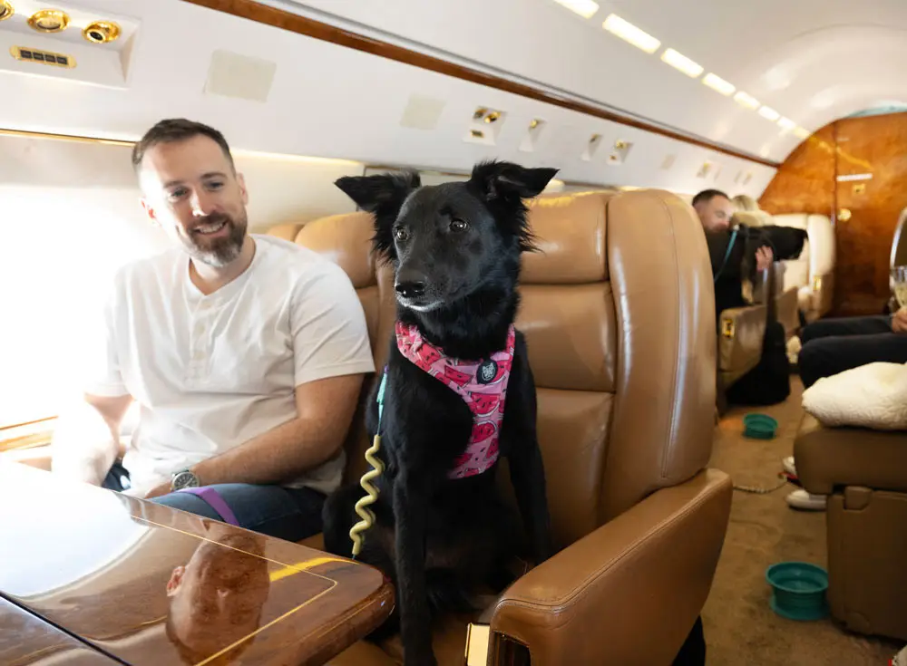 Inside a private jet with a dog | PetAir UK