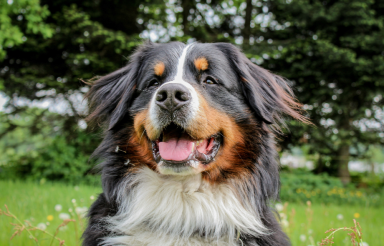 Flying large dogs internationally | PetAir UK