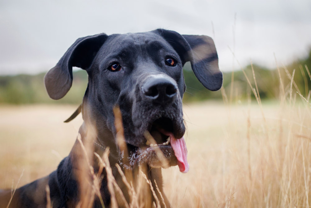 Flying large dogs internationally | PetAir UK