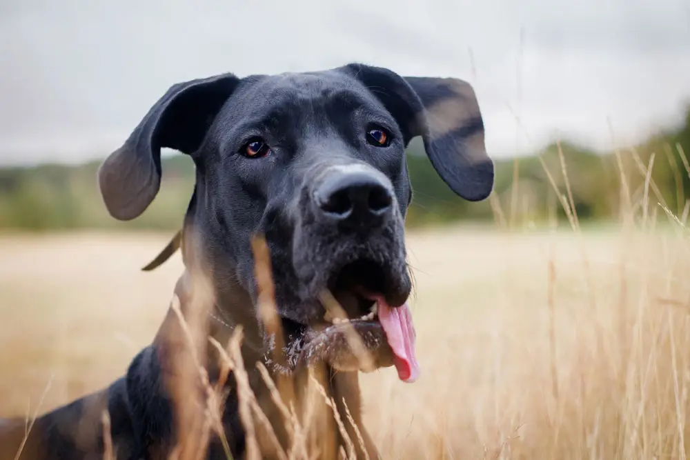 Flying large dogs internationally | PetAir UK