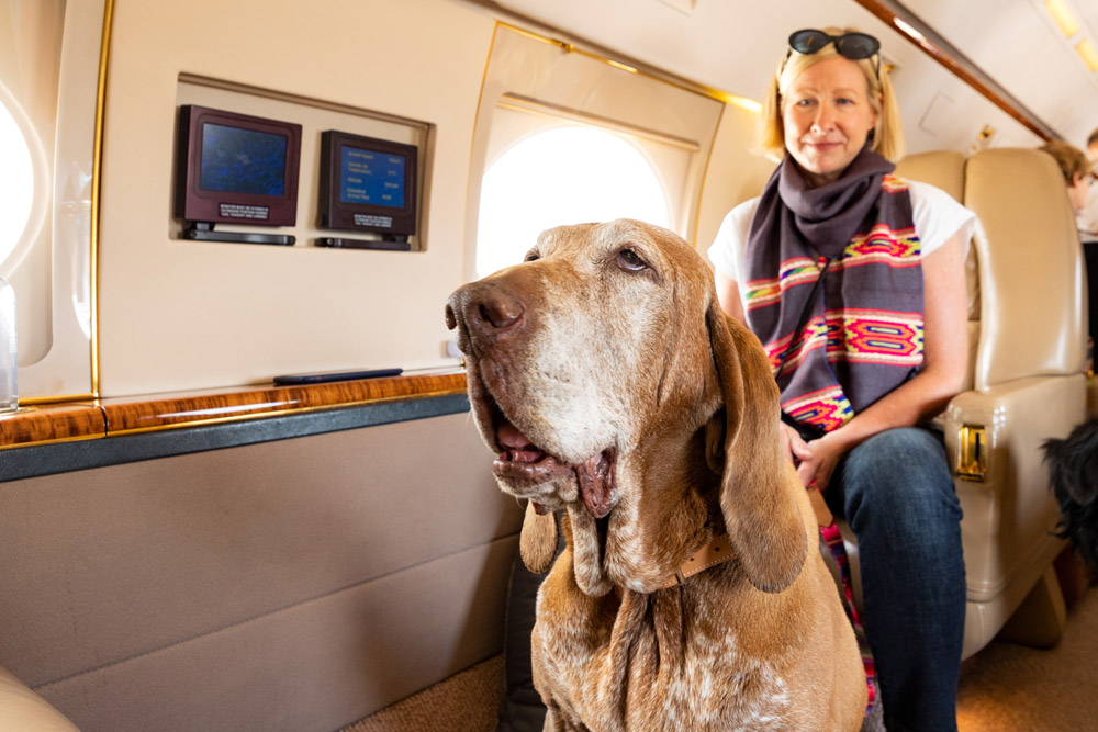 Flying large dogs internationally | PetAir UK