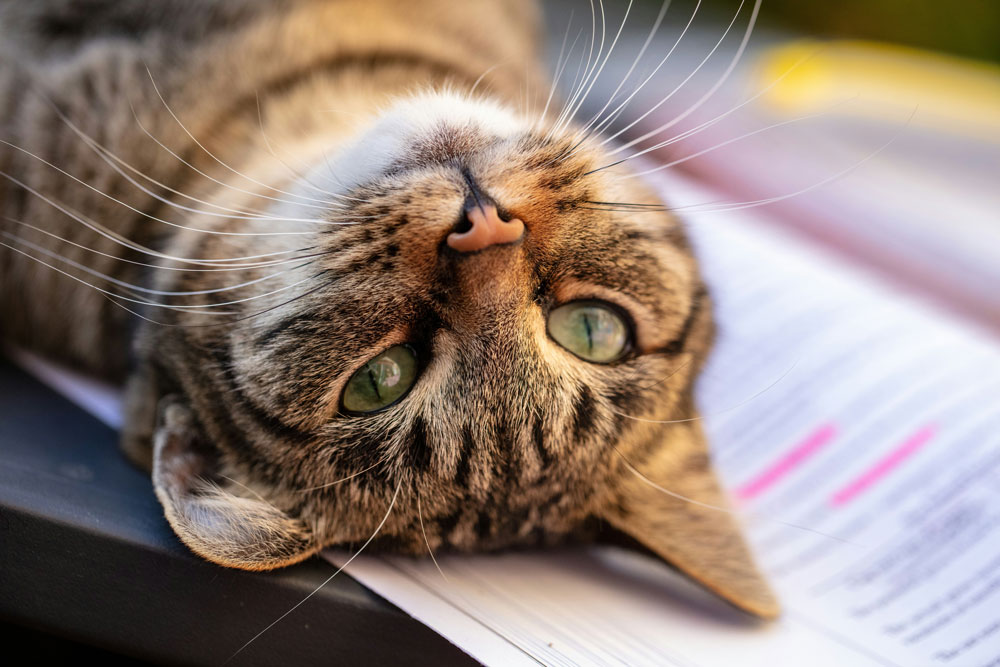 Flying puppies and kittens with PetAir UK