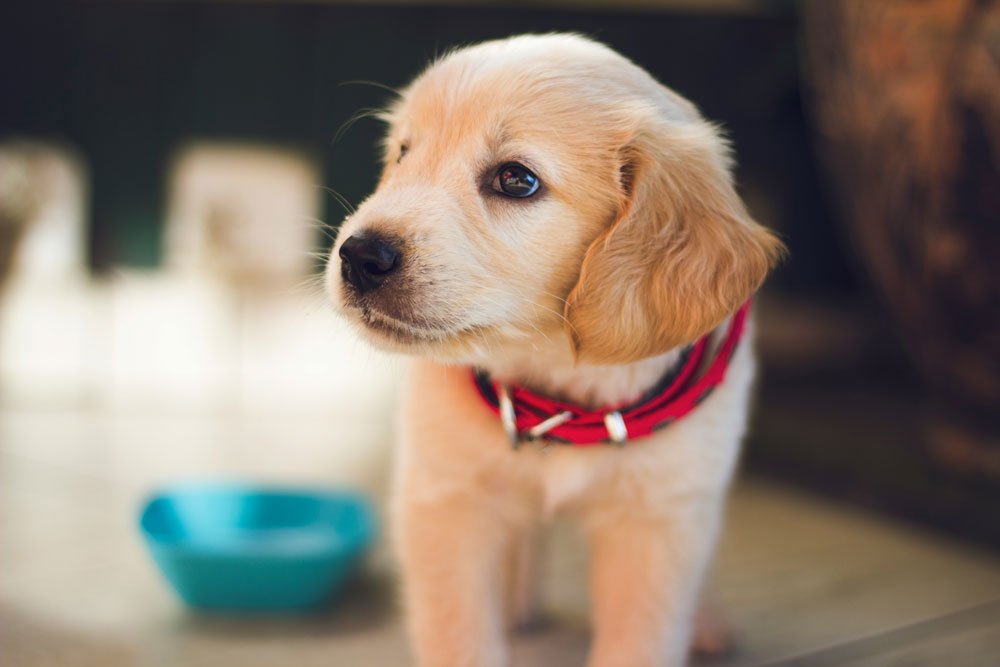 Flying puppies and kittens with PetAir UK