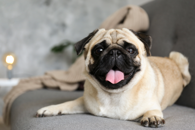 Interesting Facts About Pugs and safe flying tips