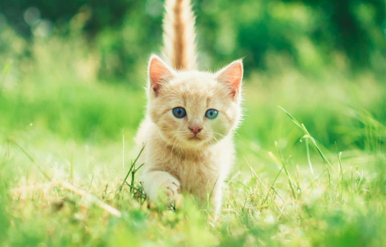 Flying a cat internationally with PetAir UK