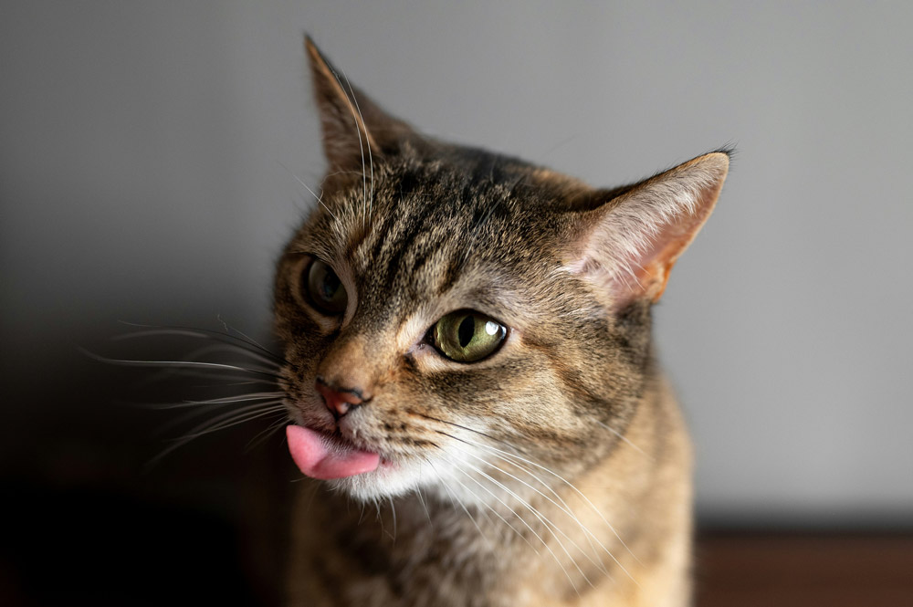 Flying a cat internationally with PetAir UK
