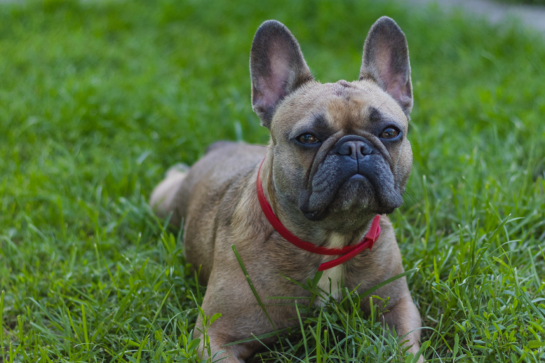 Snub-Nosed Pet Travel: Emirates Reopens Winter Flight Windows